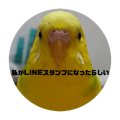 parrot's life style 2