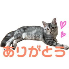 Sticker of the cat.The name is Shinon.