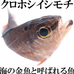 お魚図鑑『クロホシイシモチ』釣りでみる魚