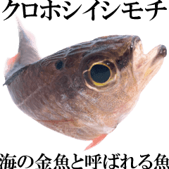 お魚図鑑 クロホシイシモチ 釣りでみる魚 Line スタンプ Line Store お魚図鑑 クロホシイシモチ 釣りでみる魚 Line スタンプ Line Store