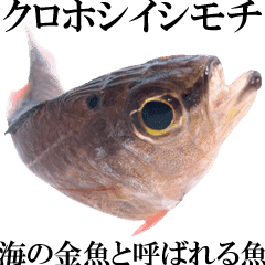 お魚図鑑 クロホシイシモチ 釣りでみる魚 Line スタンプ Line Store