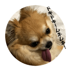 Perorinko1.6