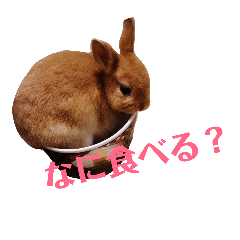 Rabbit  Mameko