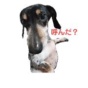 dog DAKS original 1