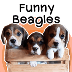 Funny Beagles