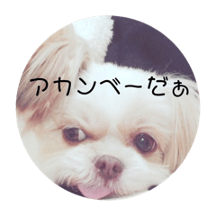 dog MOKA SAN