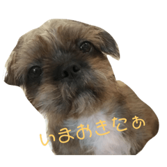 I know dog's feeling