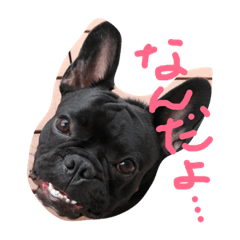 hanapecha-zoku