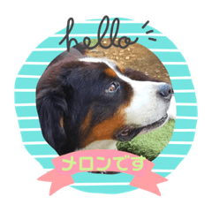 Melon Sticker Bernese Mountain Dog