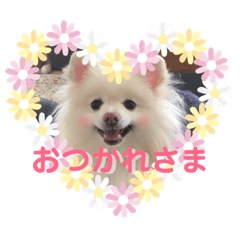 White Pomeranian Meru chan3