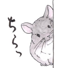 Adorable Chinchilla. Japan calligraphy.