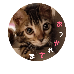 Cat and Hello!