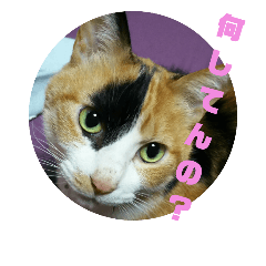 michiko's word