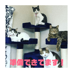 my pet fam