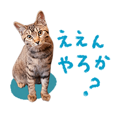 My tabby cat speaks "Matsusaka-ben"