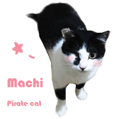Machi-Pirate cat