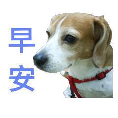 YuMei Cola Beagle2