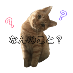 Cat of my house1