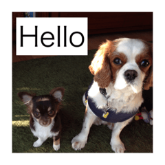 Cavalier&Chihuahua