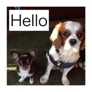 Cavalier&Chihuahua