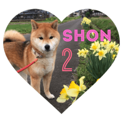 shibainu no Shon 2