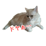 MAME(cat)