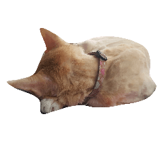 Dorisancat2