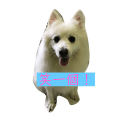 幸福狗狗的日常