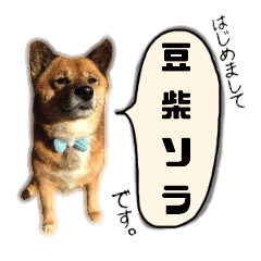 Mini-Shiba dog SORA
