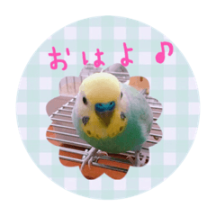 Daily stamp of sekisei parakeet .