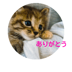 Very cute cat stamp