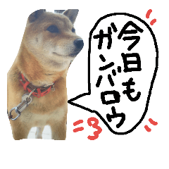 I love shibainu"HANA ".