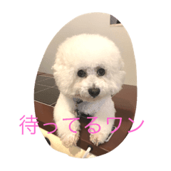 ビションフリーゼスタンプ Line スタンプ Line Store ビションフリーゼスタンプ Line スタンプ Line Store