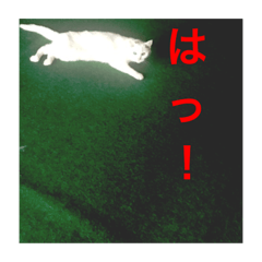chi-chan cat2