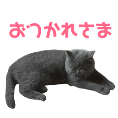 exotic short hair cat Maakun 2