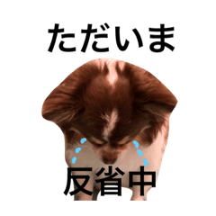 debuchihuahua is ponta