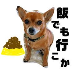Taro the chihuahua speaks Kansai dialect