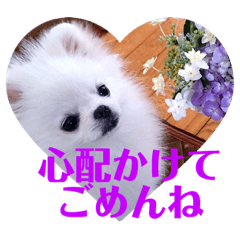 White Pomeranian sullyririn 4