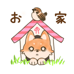 柴犬ちゃんの日常図鑑2