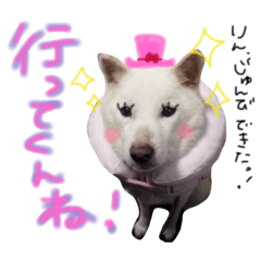 北海道犬 の凜ちゃん❁