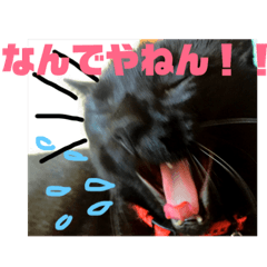 Black cat funny
