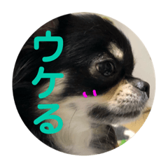 Chihuahua's stamps 2