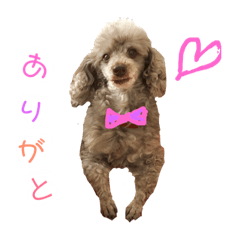 Brown Toy poodle Silvy
