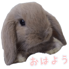Melcoco's sticker Ver3