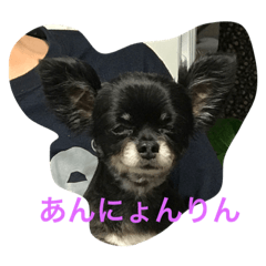 annyongrin