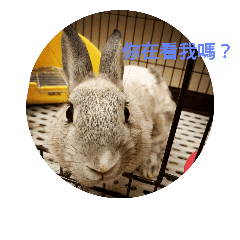 兔媽一家親