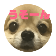 yuukochan  wan
