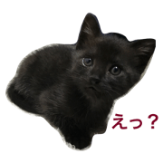 Katoo Catoo