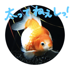 Japanese word aquarium