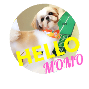 Shihtzu momo2